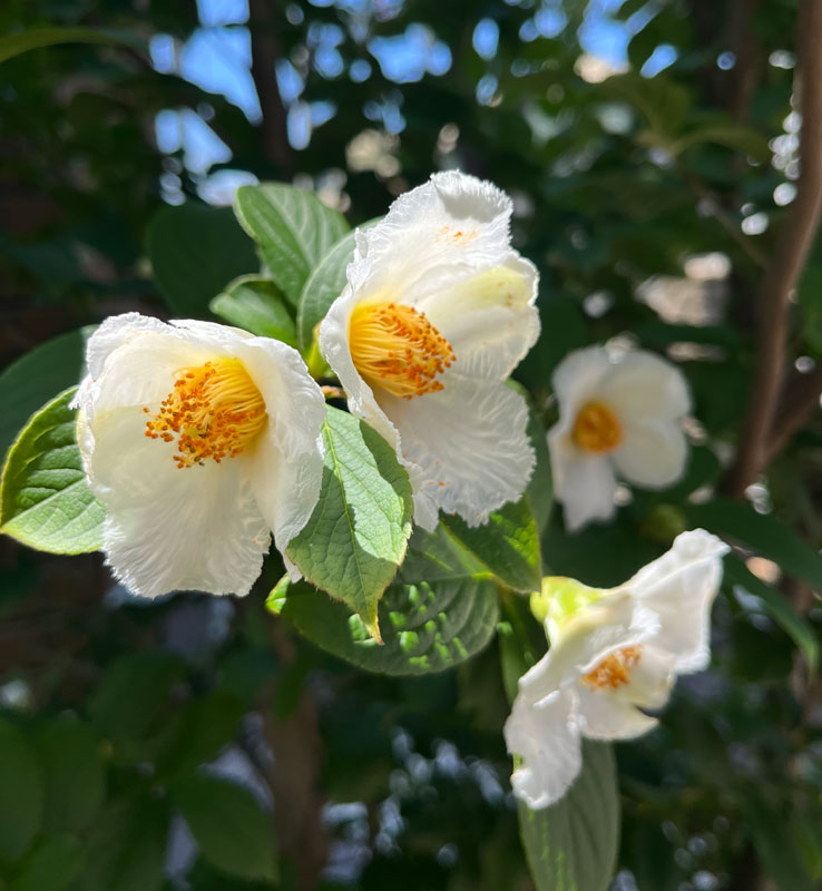 夏椿の白い花
