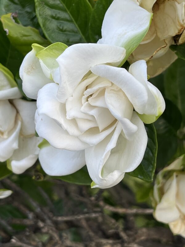 くちなしの花