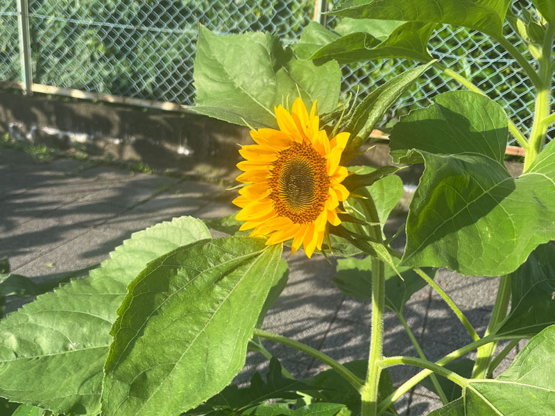 ひまわり